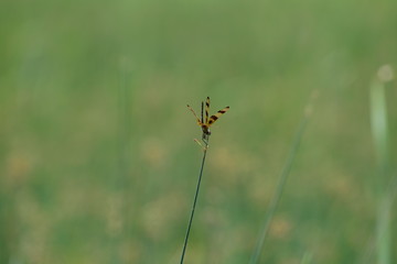 dragonfly in natural green surroundings