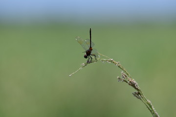 dragonfly in natural green surroundings