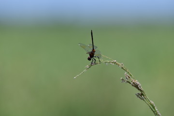 dragonfly in natural green surroundings