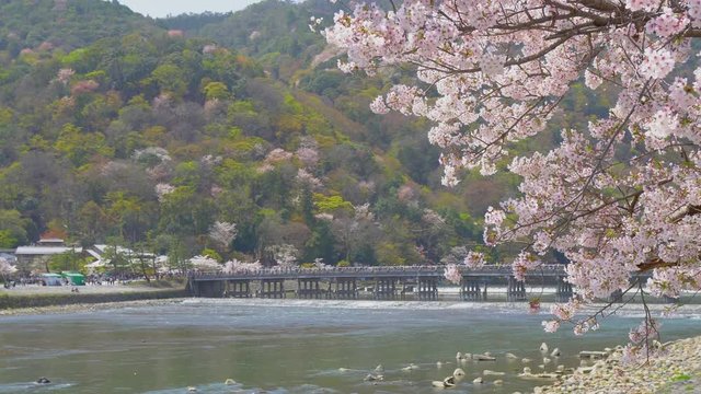 京都　嵐山の桜　春の風景　京都　日本
