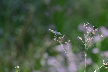 dragonfly in natural green surroundings