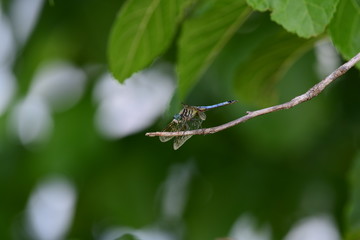 dragonfly in natural green surroundings