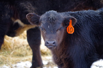 Fototapeta premium Calf 4