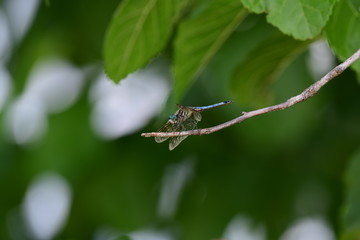dragonfly in natural green surroundings