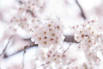 Obraz premium 벚꽃