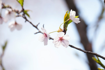 벚꽃