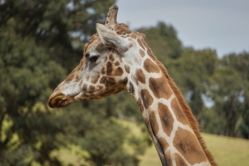 jirafa