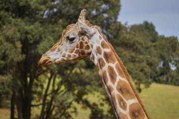 jirafa