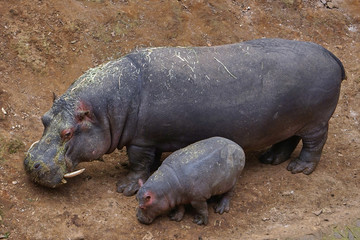 hopipotamo