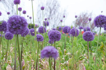 Obraz premium 보라색 꽃