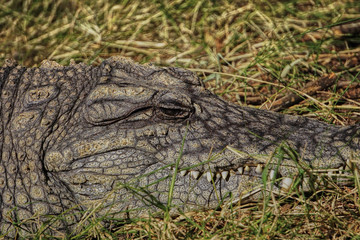 cocodrilo