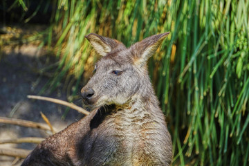 Fototapeta premium canguro