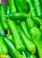 Package of Fresh Green Cucumbers on Stand for Sale.