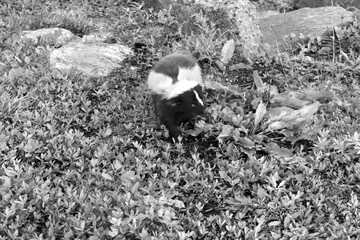 Skunk - Black & White