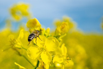 Honeybee isolated on canola flower under blue sky