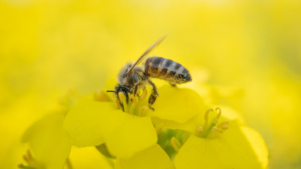 Working bee isolated on canola flower