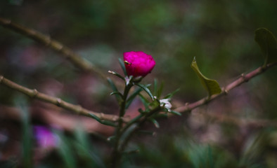 Flor rosa