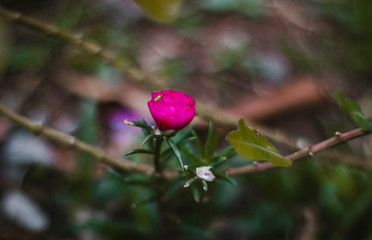 Flor rosa