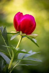 Isolated blooming red peony