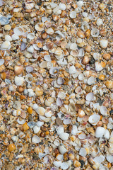 Abstract natural background of textured pile of seashells in full frame close-up