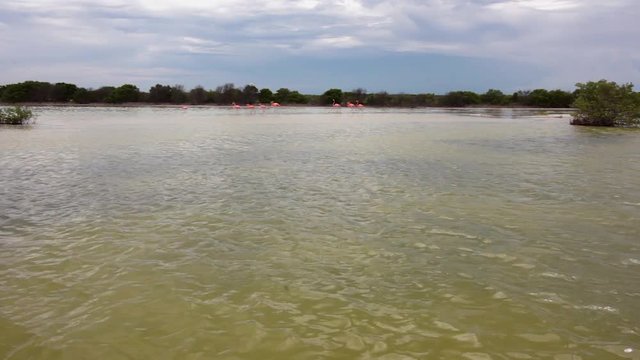 Flamingos are wlaking and flying on the horizon of the mangrove in Yucatan Mexico
