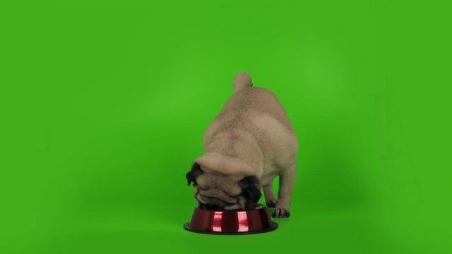 Cute pug dog eating with great appetite. Tasty food. Green screen. Front view.