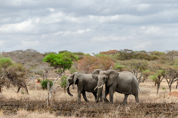 Elephants walking through dusty dry trees and dead grasslands