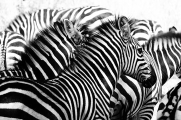 Fototapeta na wymiar A black and white herd of zebra blend together in an optical illusion