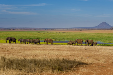 Fototapeta na wymiar A herd of elephants walks through swampy grasslands in Tanzania