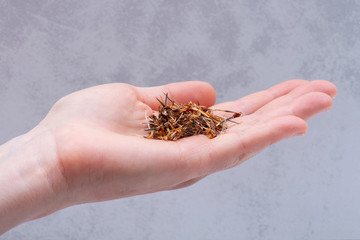 Marigold Dry Seeds (Mexican marigold, Aztec marigold, African marigold) in woman's hand. Tagetes erecta. Daisy family.