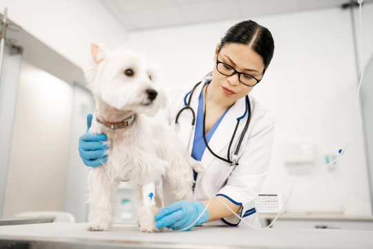 Vet wearing gloves making procedures for white dog