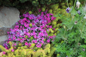 Obraz premium flowers on the stone