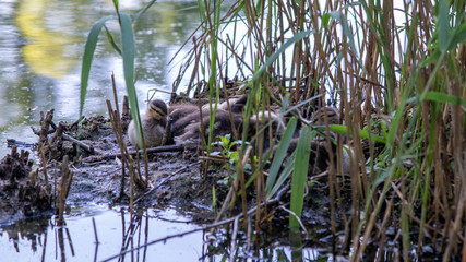 Cute baby ducks sleeping on a pond