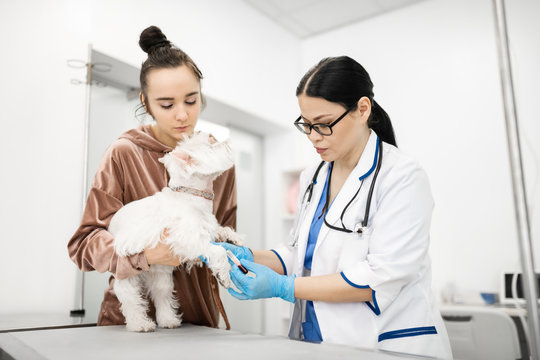 Vet taking blood sample of white dog standing near owner