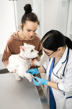 Vet taking blood sample of white dog near its owner