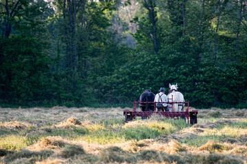 Fototapeta na wymiar Amish Farmer Raking Hay at Dusk
