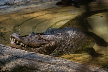 cocodrilo