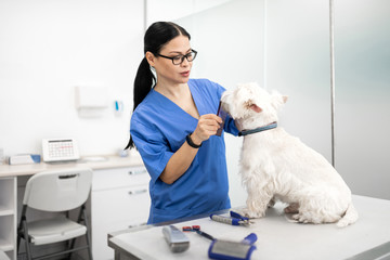 Caring vet talking to white dog while grooming it