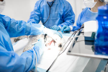 Vet dentists feeling busy while operating little white dog