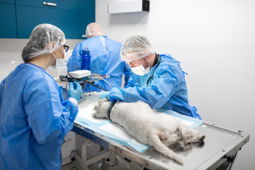 Three vet dentists feeling busy while operating white dog