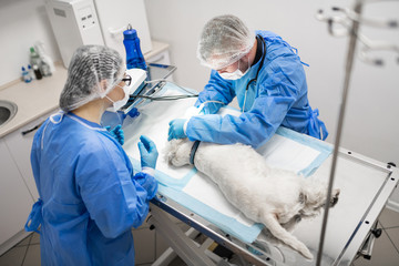 Woman in glasses watching professional vet dentist operating dog