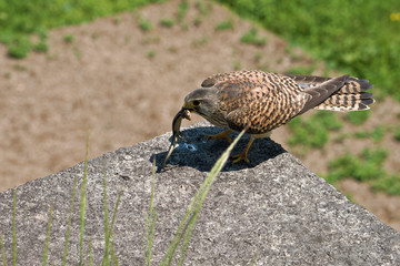 Common kestrel