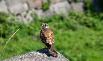 Common kestrel