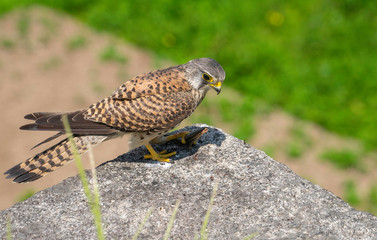 Common kestrel