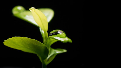 Water drop on leaf of citrus tree seedling. Closeup / macro on black background. Space on right for text
