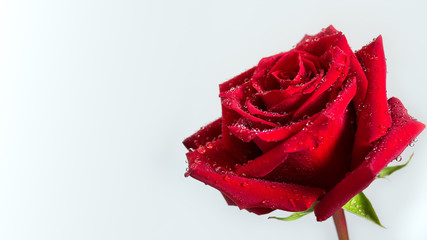 Beautiful romantic red rose with water droplets on white background with space to left