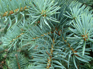 Naklejka na ściany i meble Blue spruce twigs. Macro photo.