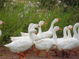Domestic geese are on the road.