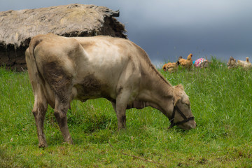 Vaca pastando en el campo