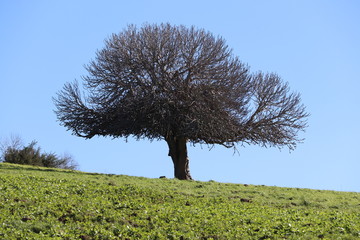 tree in the field